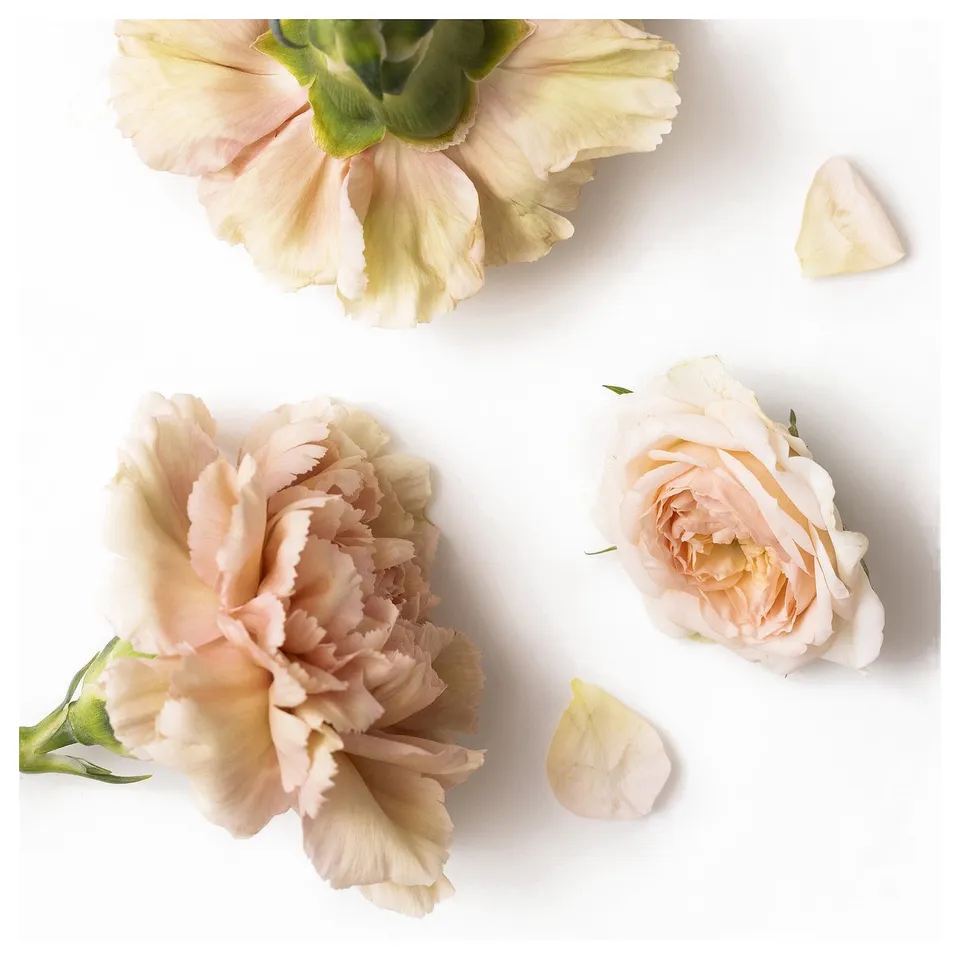PÄRLHÖNA Scented candle/ceramic jar, 3 wicks, Rose & carnation off-white, 30 hr