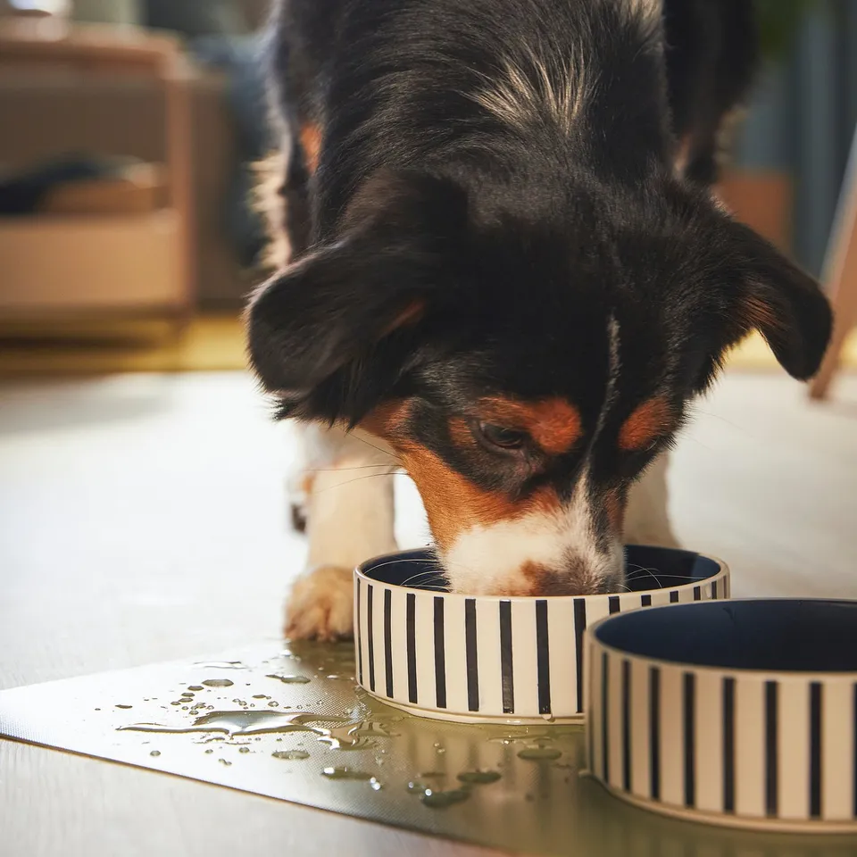 Double striped pet bowls, black and white, non-slip mats under bowls on floor. Puppy eating from bowl.