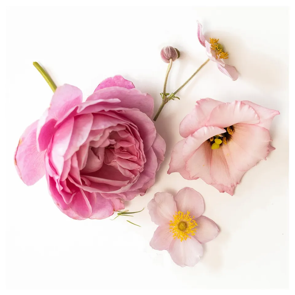Five pink flowers on white, including rose, partial bloom, buds, on green stems.