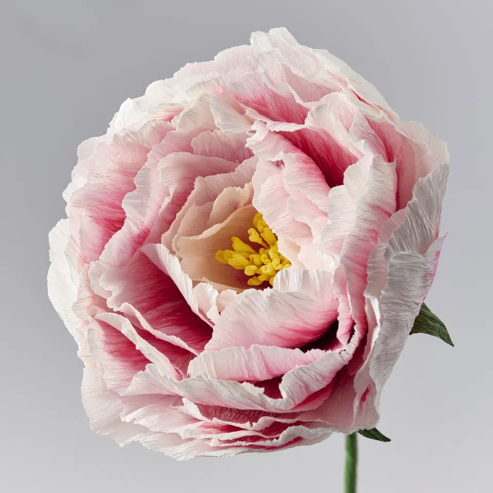 GULDSPETT Artificial flower, paper/Peony white/light pink, 50 cm