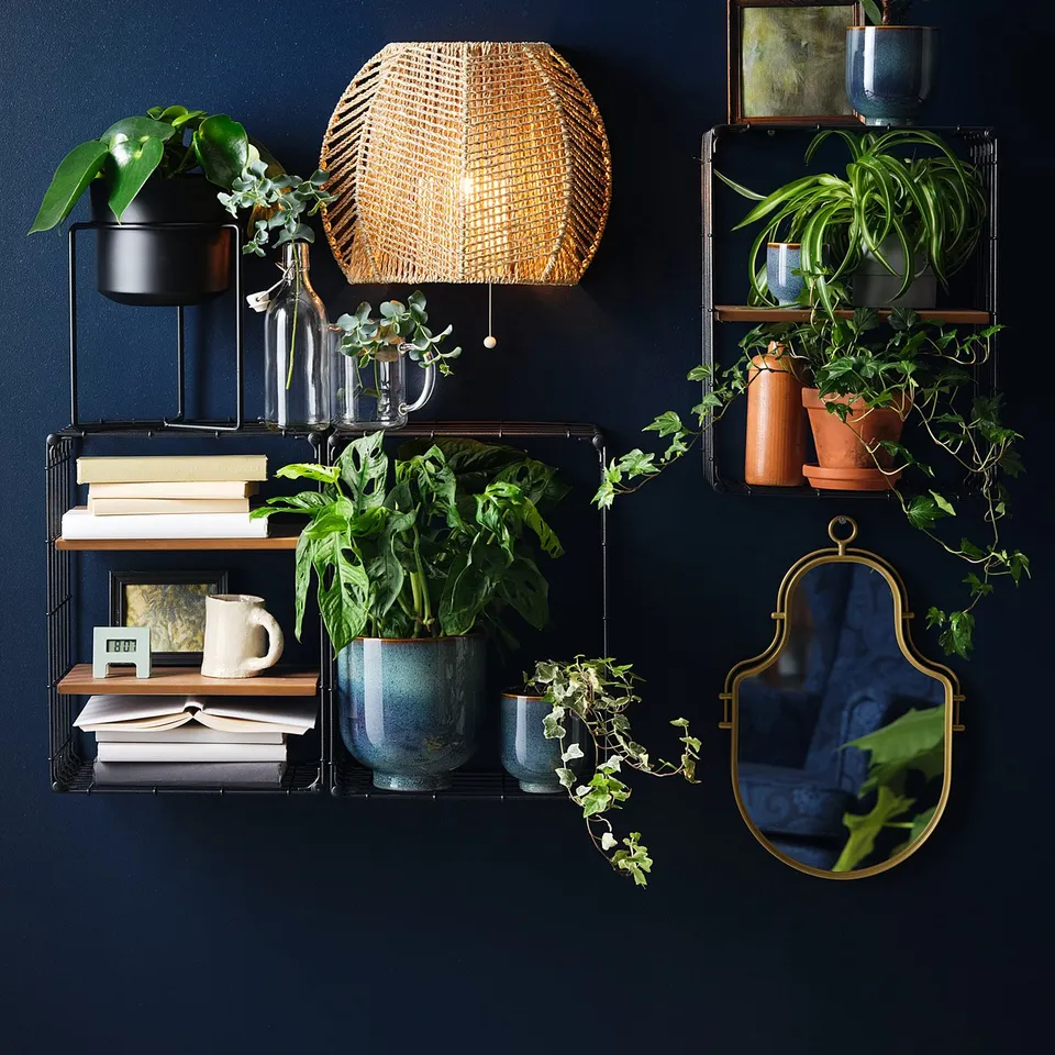 Wall-mounted shelves with various plants, books, and a woven lampshade against a dark blue wall.