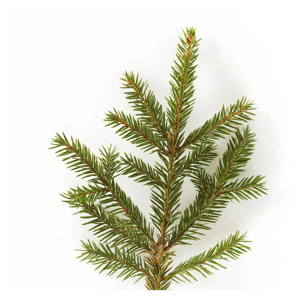 VINTERFINT Scented tealight, Winter fir/green, 3.5 hr