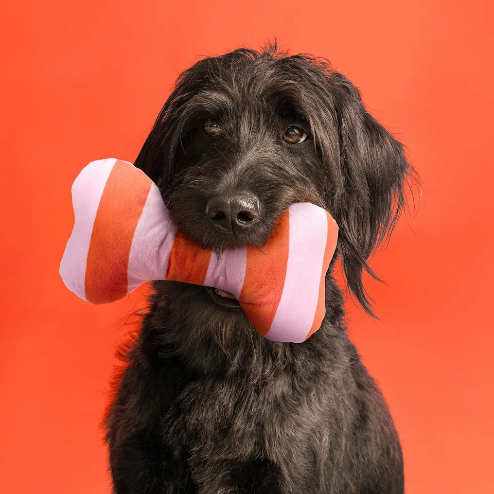 Black curly-haired dog holding orange and white soft toy bone shape, playing indoors against red background.