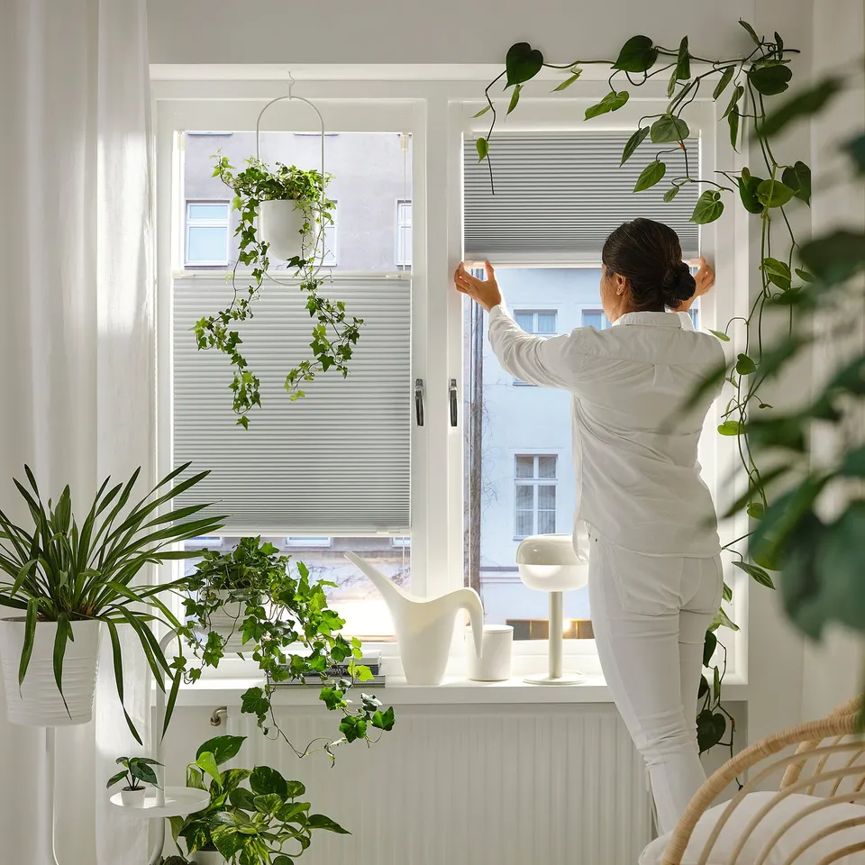 Person adjusts light-blocking window blind with handles, surrounded by plants.