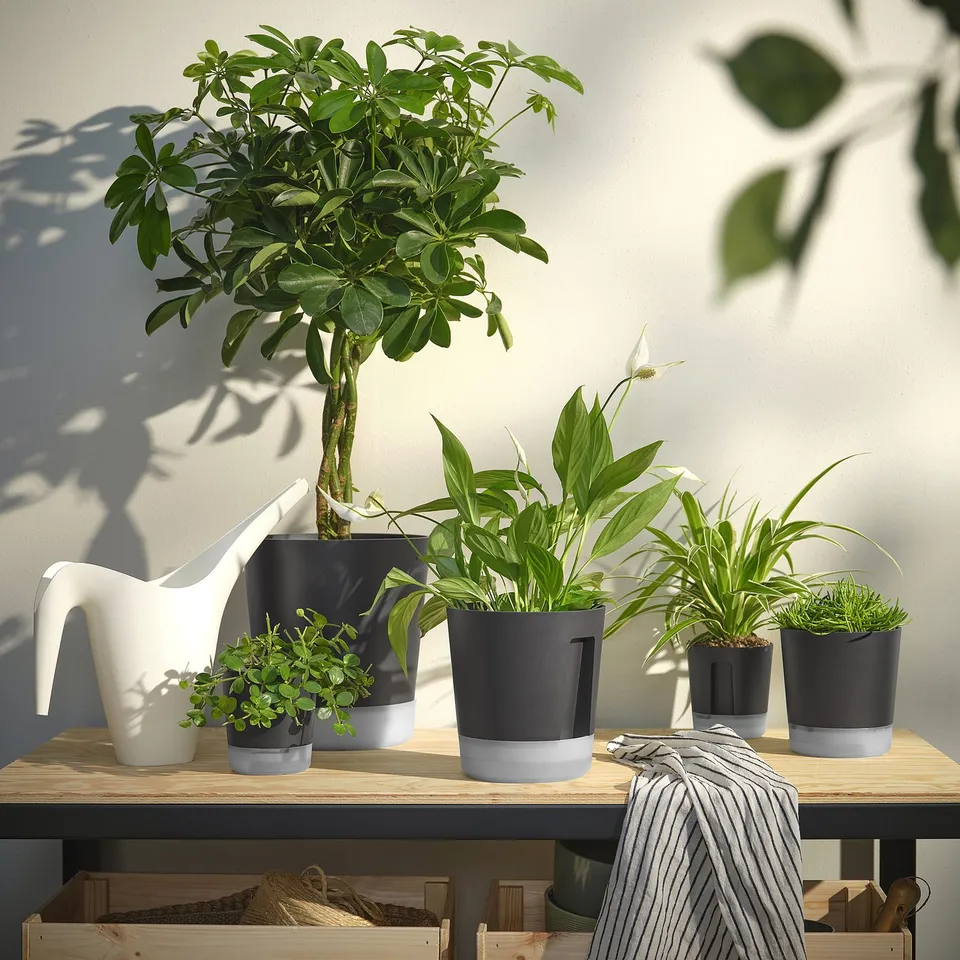 Self-watering pots with plants on shelf, sunlight.