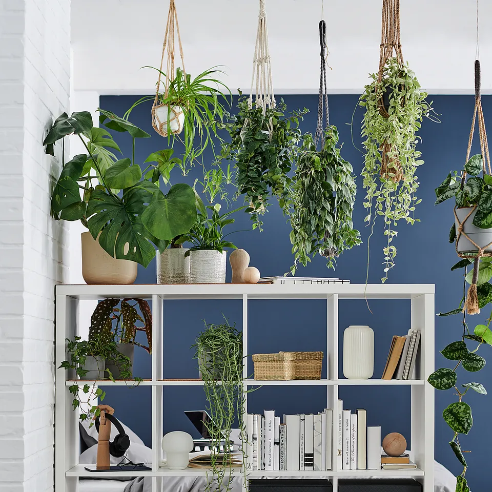 Modern living space with white KALLAX shelving, blue backdrop, various green plants, books, baskets, and a wooden chair.