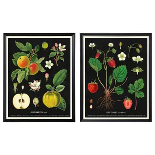 KNOPPÄNG frame with poster, vintage botanical fruit charts, 40x50 cm