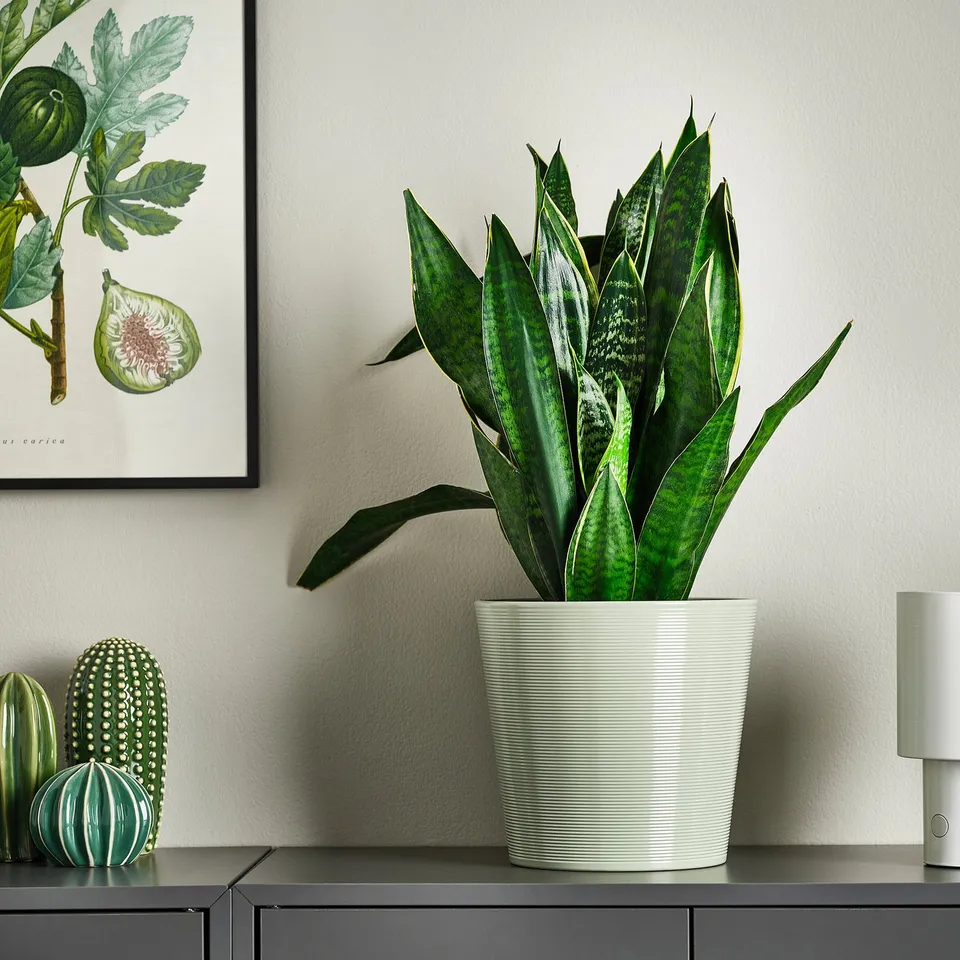 part: BROKSPIREA plant pot