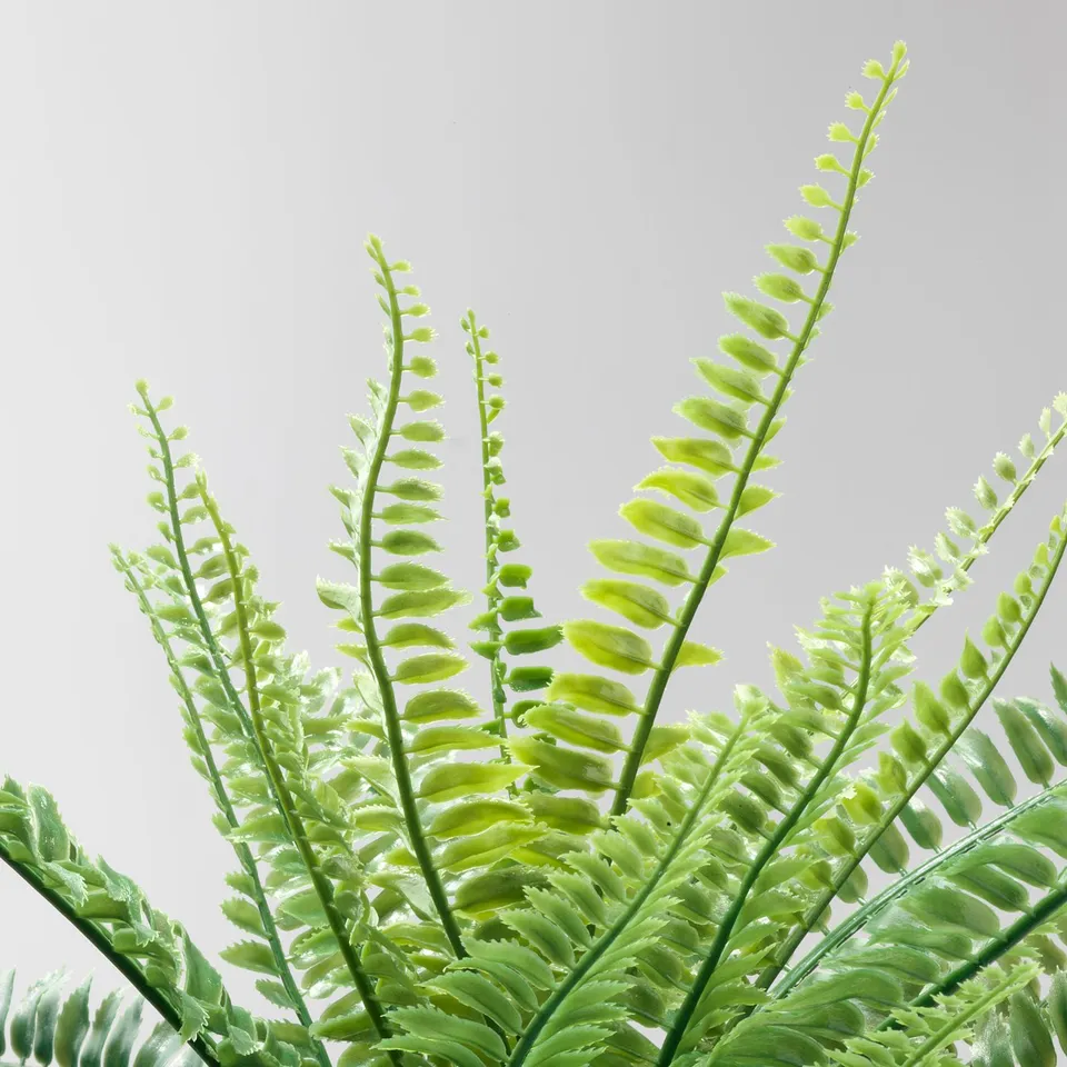 Lush green fern leaves on a grey background. Detailed, realistic, and vibrant.