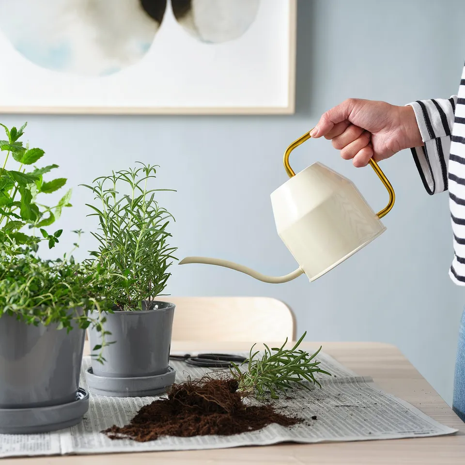 Person waters indoor plants using a white and gold watering can. Herbs in grey pots on table.