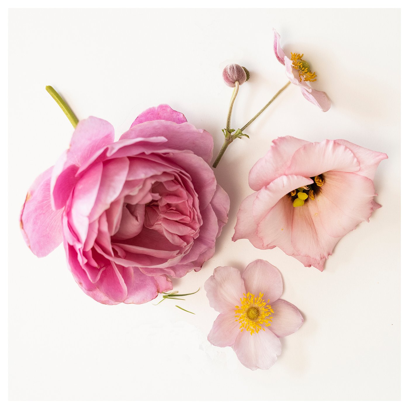 Pink flowers: rose, anemone, dandelion on white.